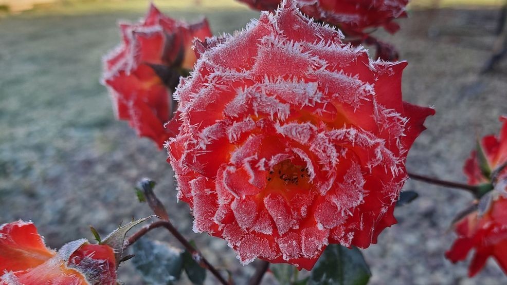 The coldest start of the season will likely cause frost for many by dawn Thursday