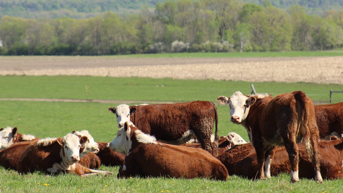 Why are beef prices going up? What to know as politicians beef over cattle production Why are beef prices going up? What to know as politicians beef over cattle production