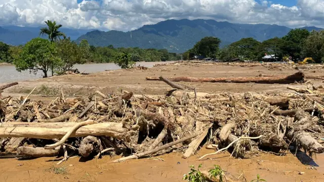 The shore of a beach covered with branches and logs