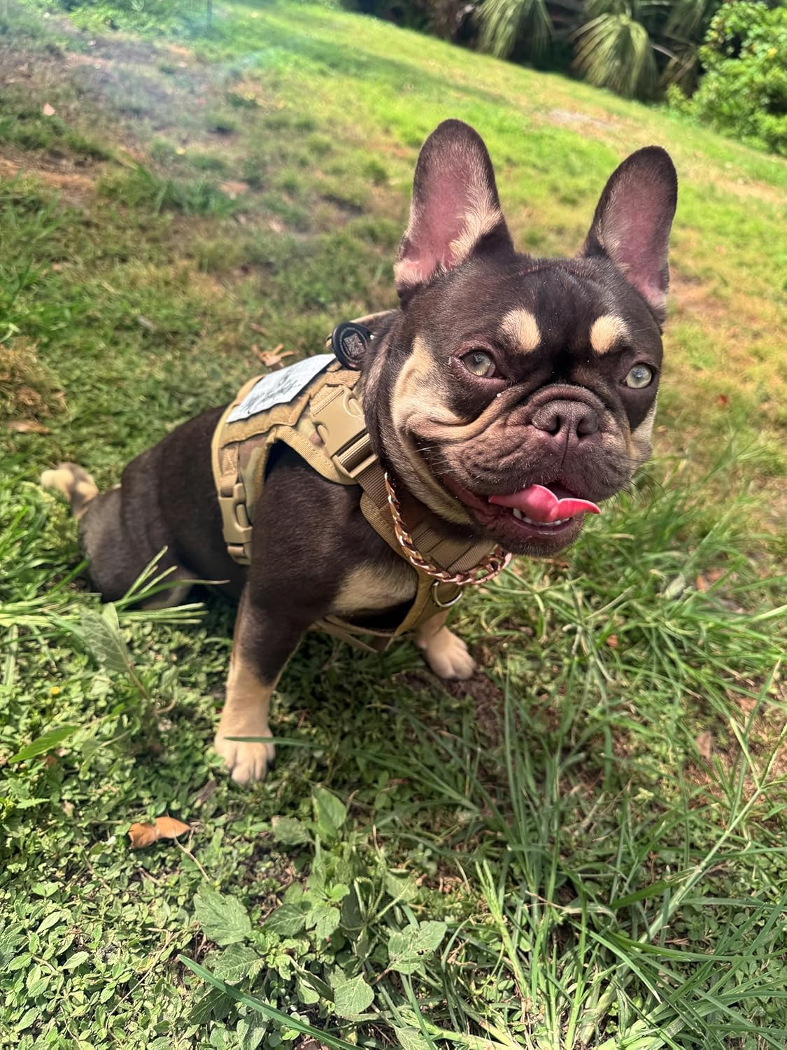 QR Code Dog Tag for Lost Pets – Waterproof PVC Paw Print ID Tag – Scannable Pet Name Tag for Dogs & Cats, Custom Online Profile