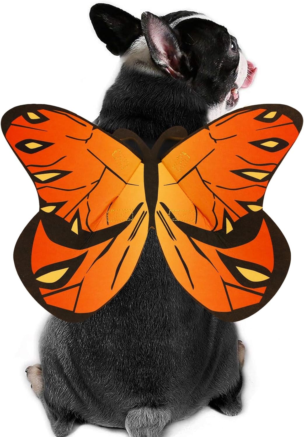 Butterfly Wings Costume for Small to Large Dogs & Cats – Halloween