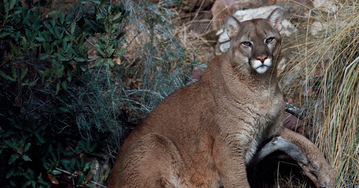 Woman dies in suspected mountain lion attack, Colorado’s first deadly encounter since 1999