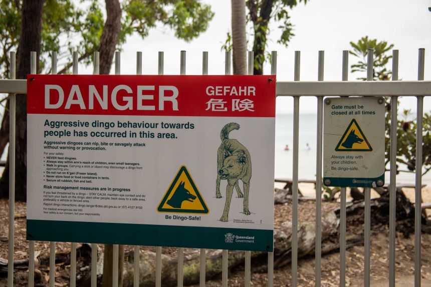Signs warn visitors to keep their distance from dingoes seen to be aggressive in the area.