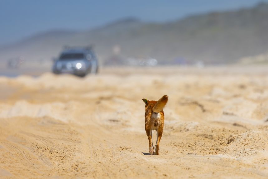 Barriers have been erected to keep dingoes out of formal campsites.