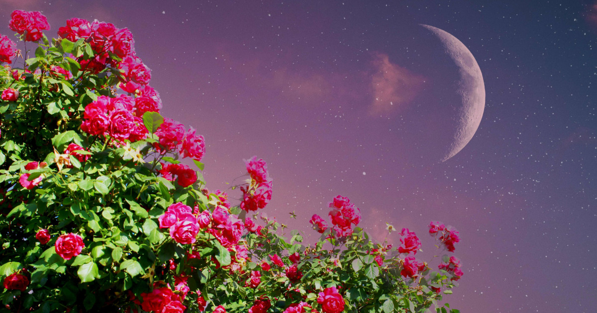 The 4 Luckiest Signs During March’s New Moon in Pisces